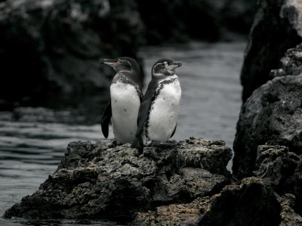 Galapagos cruise & island hopping vacation