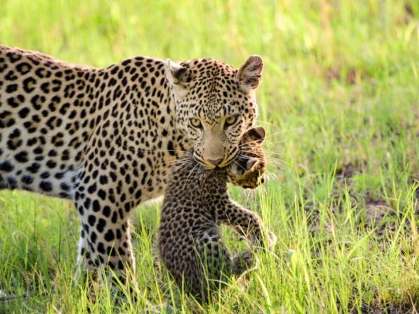 Botswana safari and Mozambique beach break