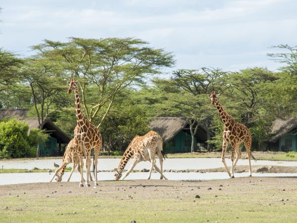 Kenya cheetah safari