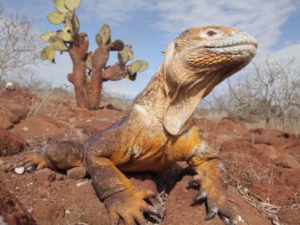 Galapagos cruise & island hopping vacation