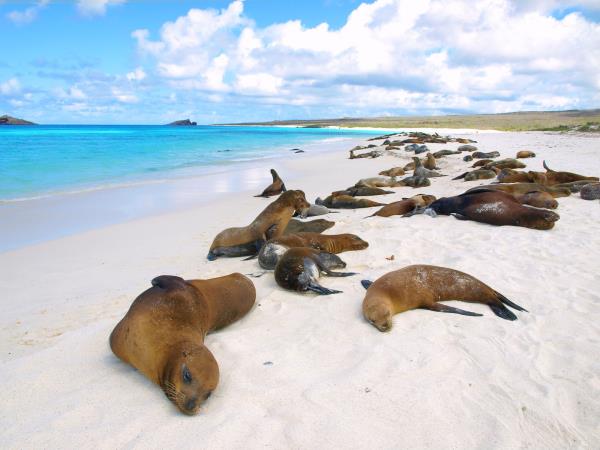 Galapagos luxury wildlife cruise