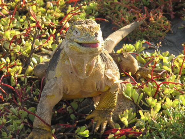 Galapagos luxury wildlife cruise