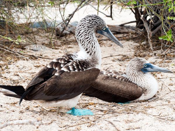 Galapagos luxury wildlife cruise