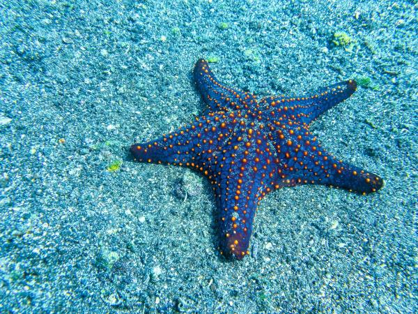 Galapagos luxury wildlife cruise