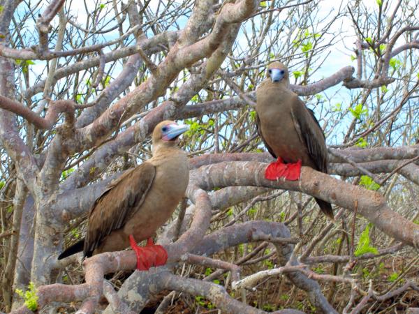 Galapagos luxury wildlife cruise