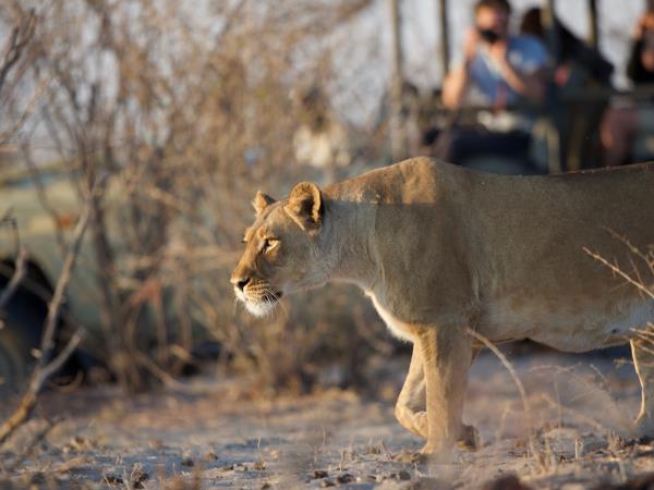 Botswana safari tour from desert to Delta and Falls 