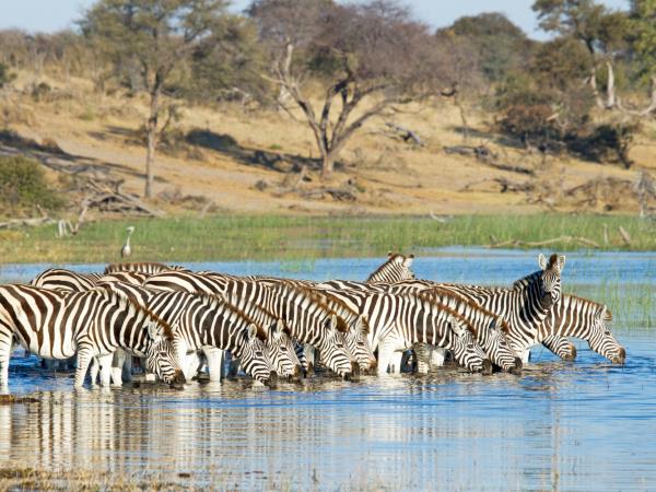 Botswana safari tour from desert to Delta and Falls 