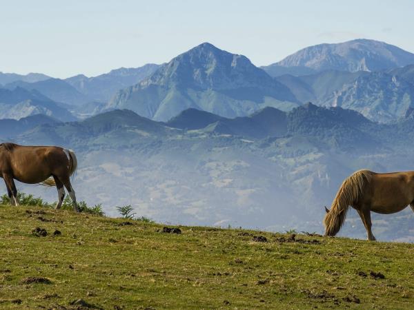 Picos de Europa National Park & Northern Way walking vacation