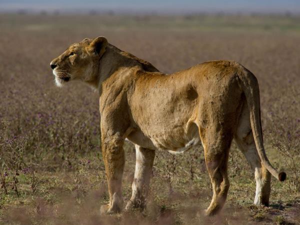 Kenya and Tanzania small group safari vacation