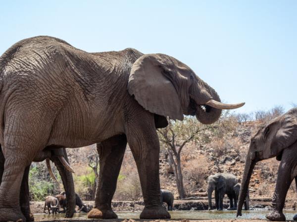 Family luxury safari & beach vacation, South Africa & Mozambique