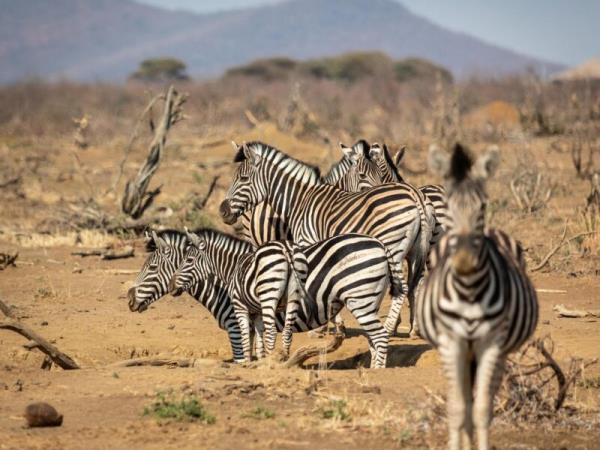 Family luxury safari & beach vacation, South Africa & Mozambique