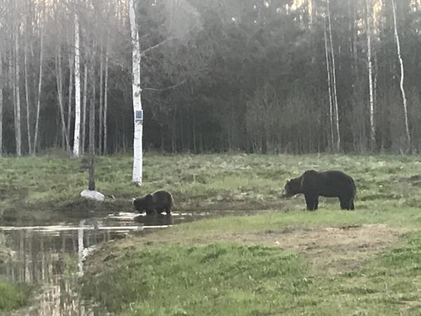 Estonia wildlife vacation, small group