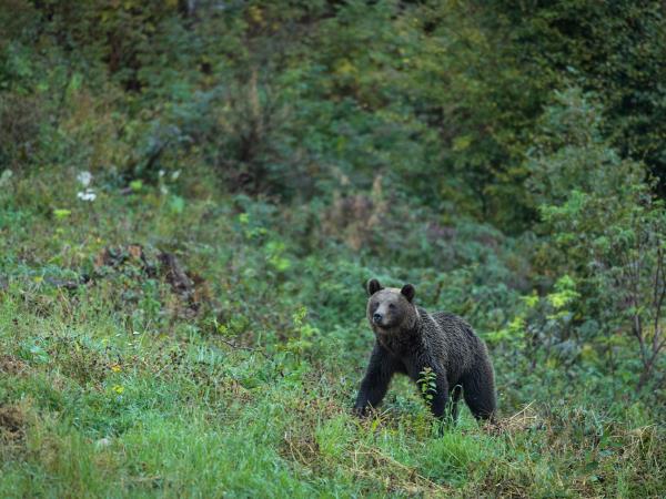 Fagaras Mountains trekking holiday, Romania