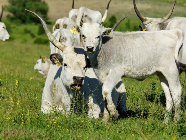 Carpathian nature and culture vacation, Romania