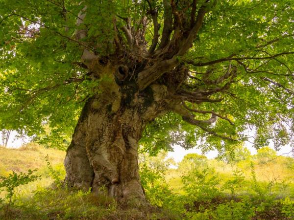 Carpathian nature and culture vacation, Romania