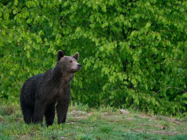 Carpathian Mountains wildlife vacation, Romania