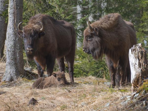 Carpathian Mountains wildlife vacation, Romania
