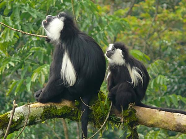 Rwanda small group gorilla tour 