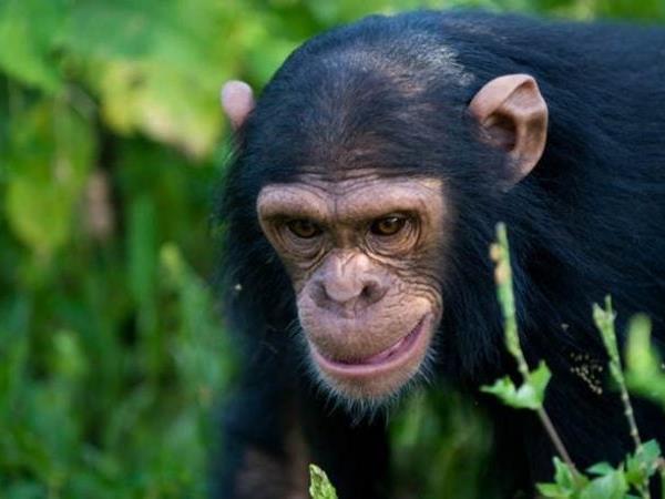 Rwanda small group gorilla tour 