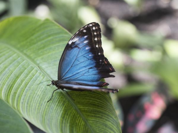 Guatemala and Belize family vacation