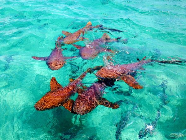 Guatemala and Belize family vacation
