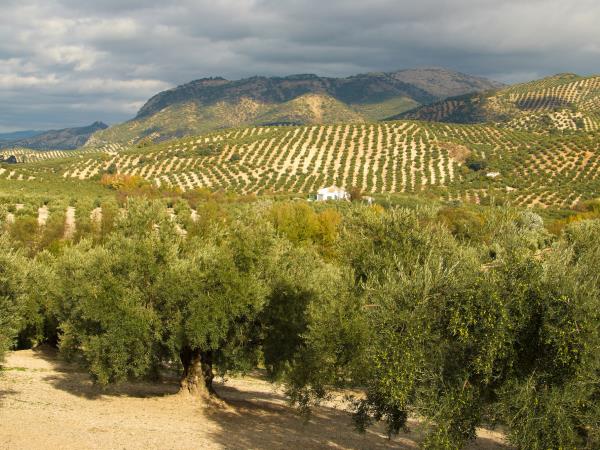 Walking in Andalucia, upgraded