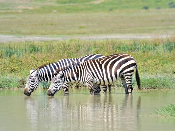 Tanzania green season safari vacation