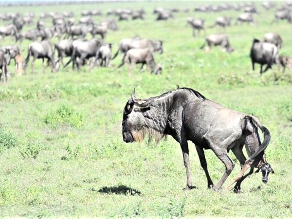 Tanzania green season safari vacation
