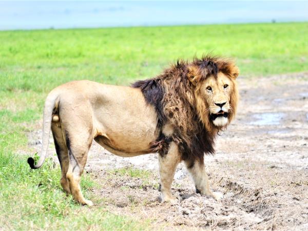 Tanzania green season safari vacation