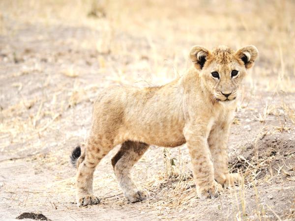 Tanzania green season safari vacation