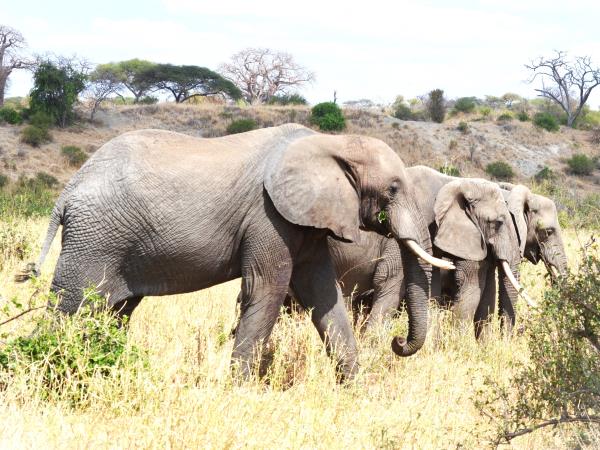 8 day great migration safari in Tanzania