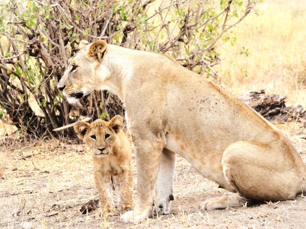 8 day great migration safari in Tanzania