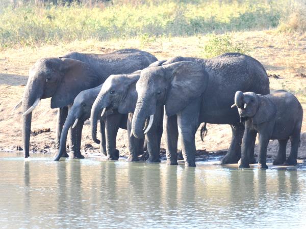 Great migration photography vacation, Tanzania