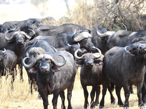 Great migration photography vacation, Tanzania