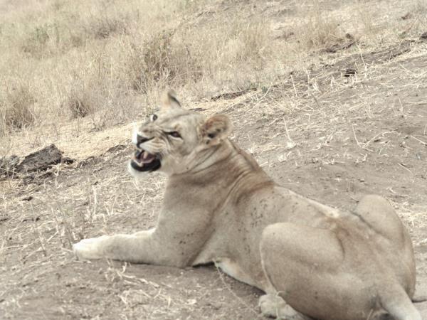 Great migration photography vacation, Tanzania
