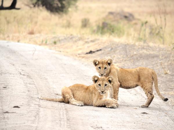 Great migration photography vacation, Tanzania