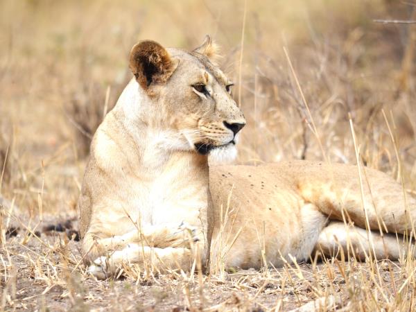 Great migration photography vacation, Tanzania