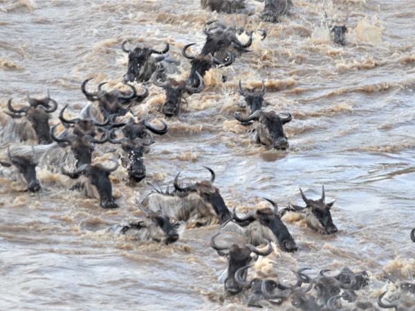Great migration photography vacation, Tanzania