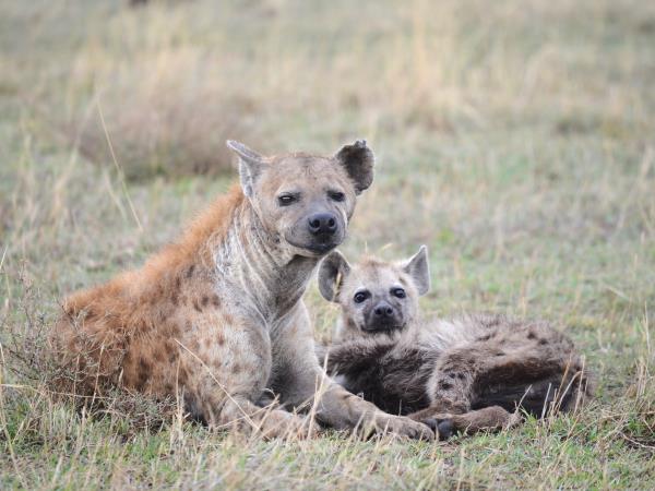 Great migration photography vacation, Tanzania