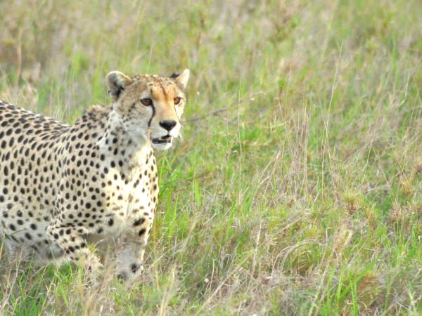 Tanzania green season safari vacation