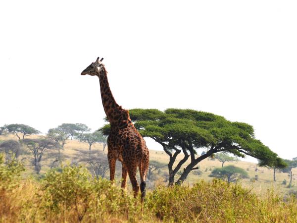 Tanzania green season safari vacation