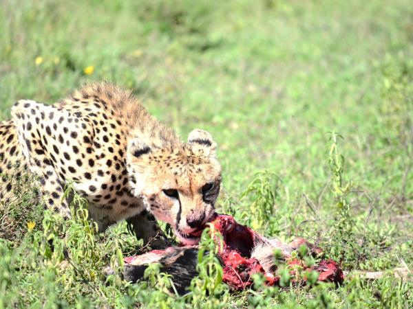 8 day great migration safari in Tanzania