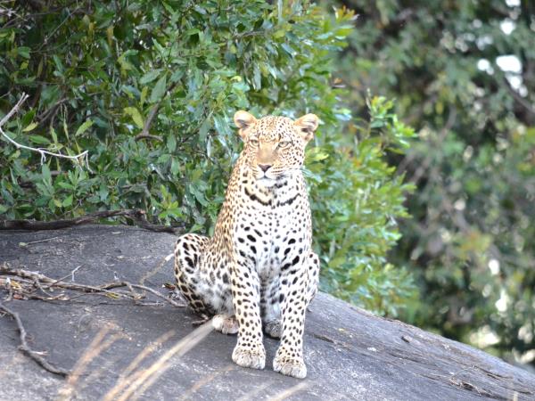 Tanzania green season safari vacation
