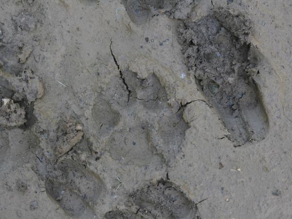 Transylvania wildlife vacation, lynx watching and tracking