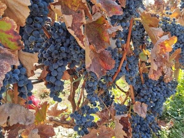 Armenia walking and wine vacation