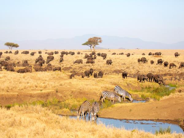 Family safari and beach vacations in Kenya