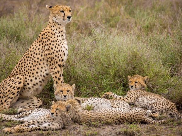 Tanzania luxury family safari and beach vacation