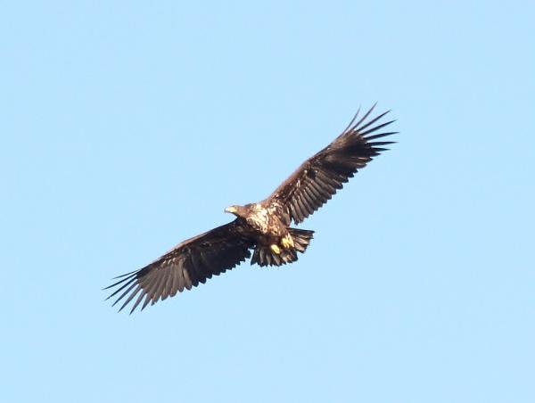 Scotland cruise, islands, whirlpools & puffins