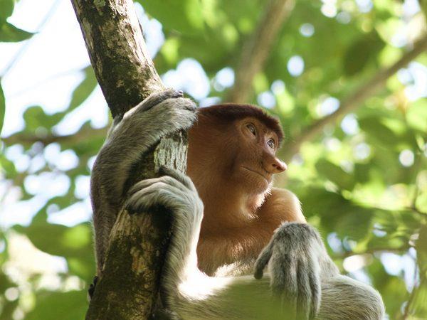 Borneo 8 day tour, the wild heart of Borneo 