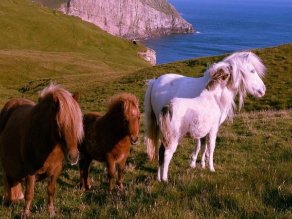 Orkney and Shetland small group tour, Scotland 